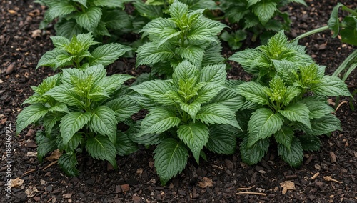 Green Herbal Plant Grows Lush in Garden Setting During Daytime