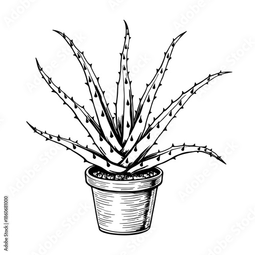 Aloe vera in pot drawn with artistic ornate lines in clean bold vintage black and white style floating on white background - skincare branding - wellness packaging - herbal product design