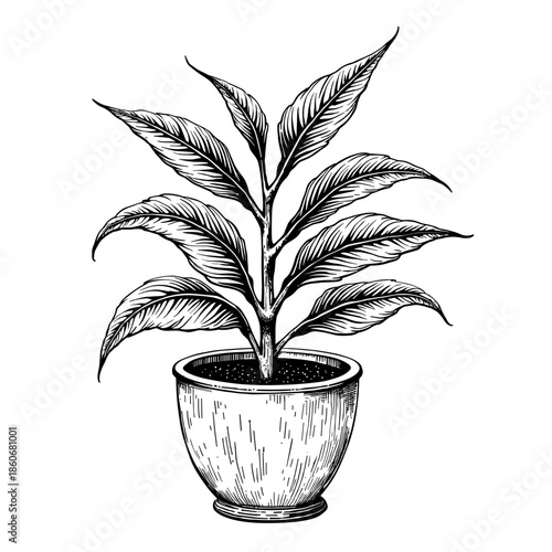 Jade plant in small pot drawn in vintage style with rounded thick leaves and clear crisp lines floating on white background - eco decor - interior poster - branding element