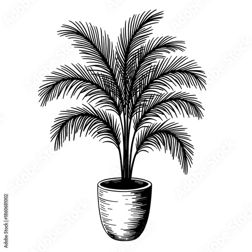 Tall indoor palm plant in pot drawn in vintage hand-drawn style with bold flowing lines on white background - interior design - spa branding - tropical decor