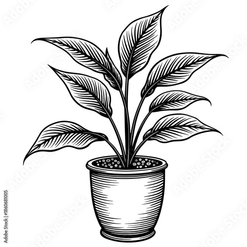 Zamioculcas plant in pot with oval leaves drawn in vintage ornate hand-drawn style with bold artistic lines floating on white - home office decor - eco packaging - botanical branding