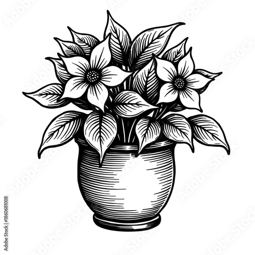 Hand-drawn violet plant with rounded leaves in pot with clean bold artistic lines in vintage style floating on white background - botanical print - home decor - art design