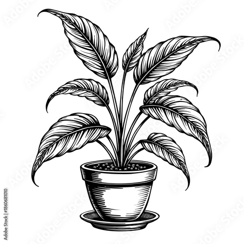 Spathiphyllum plant in pot with large broad leaves drawn in ornate vintage line style with bold detailing floating on white - home decor - wellness branding - modern product design