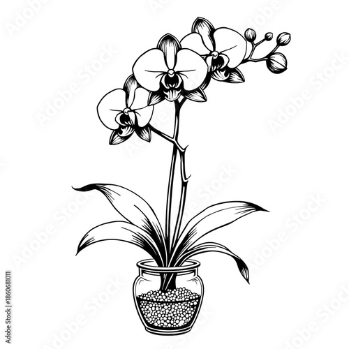Orchid in transparent pot hand-drawn in clean elegant vintage style with delicate floral detailing and floating bold lines on white background - wedding stationery - spa branding - luxury packaging