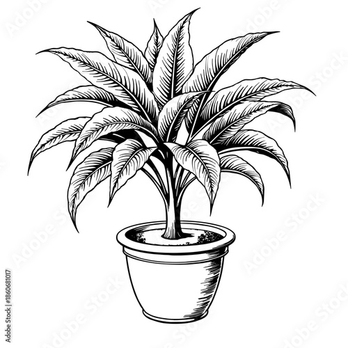 Ficus tree with dense foliage in pot drawn in clean ornate vintage lines floating on white background - botanical print - eco packaging - minimalist decor