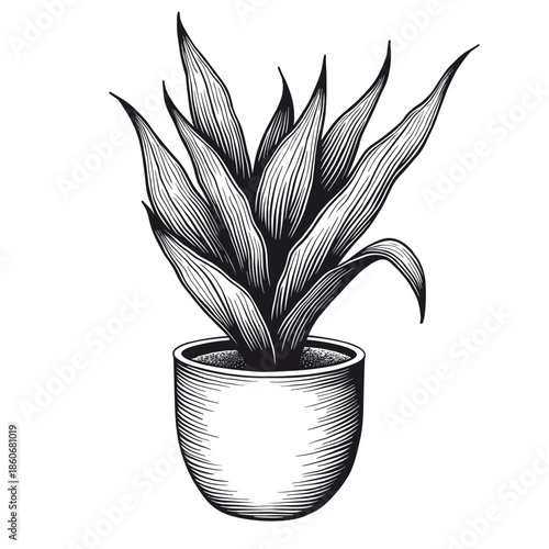 Snake plant with long upright leaves in pot hand-drawn in clean bold ornate lines with vintage inking style floating on white - home decor - product packaging - botanical art