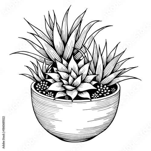 Hand-drawn group of succulents in ceramic pot in artistic vintage style with clean bold lines floating on white background - eco packaging - wall art - home product design