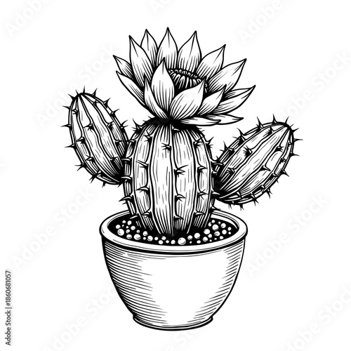 Blooming cactus with flower in pot drawn in artistic vintage black and white style floating without shadows - textile design - eco branding - wellness products