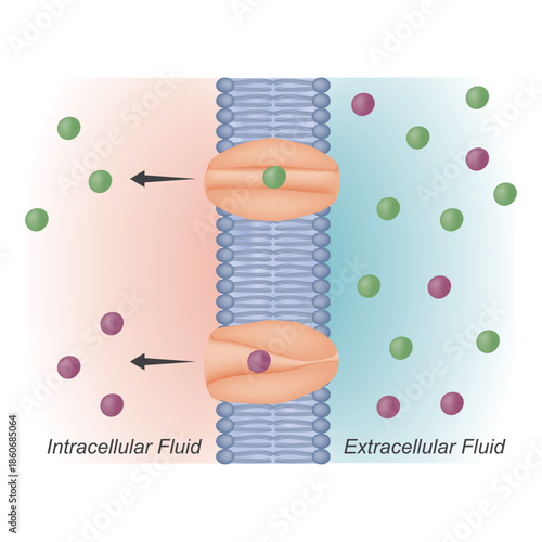 Carrier Protein Mediated Facilitated Diffusion Across Cell Membrane