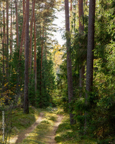 Forest scene in sunny autumn day in October in Latvia