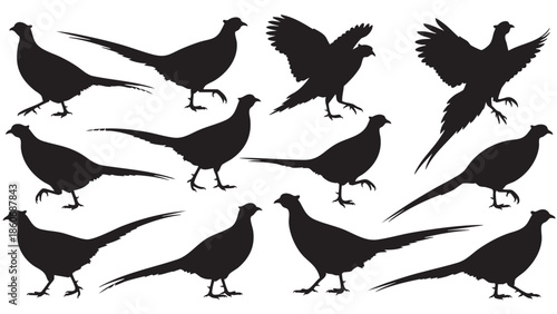 Collection of Various Bird Silhouettes Showing Different Poses and Flight Stages