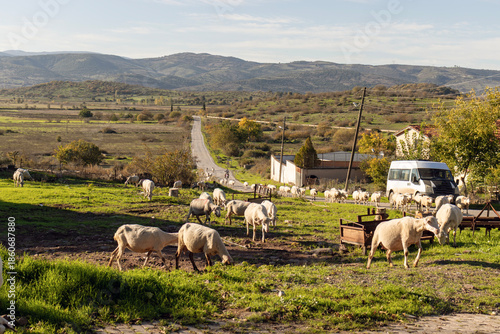 Flock of sheep roaming freely in the village square