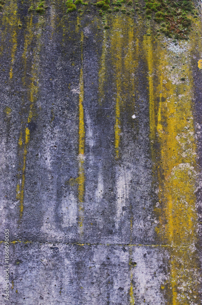 Obraz premium moss growing on concrete