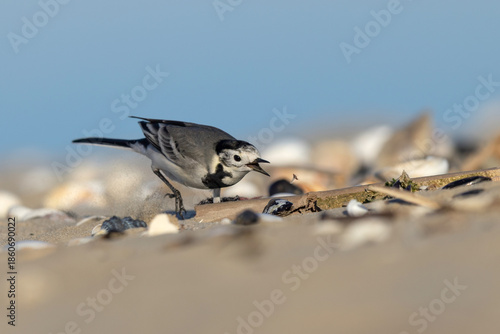 White wagtail bird hunting a small insect on a sandy beach.