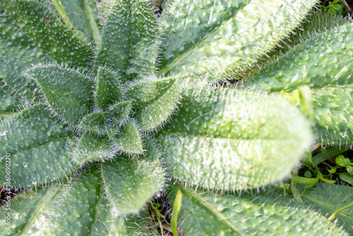 Natural wild plant growing in the countryside. Close-up macro