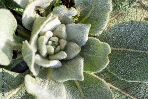 Natural wild plant growing in the countryside. Close-up macro