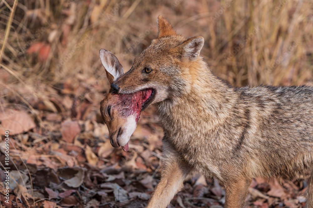 Obraz premium Indian jackal (Canis aureus indicus)