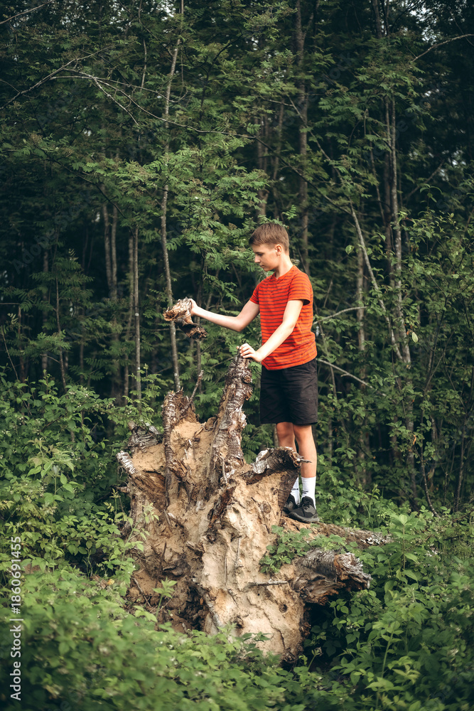Obraz premium Young boy in a red shirt climbs a large fallen tree trunk in a lush forest. The child appears focused and curious, engaging with nature during an outdoor adventure.