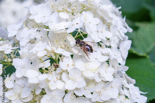 Bee on white hydrangea flowers in a summer garden. Closeup of a bee collecting nectar from blooming white hydrangea flowers surrounded by green leaves in natural sunlight.