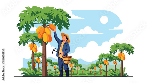Modern vector illustration of plantation worker harvesting fruits from trees, tropical agriculture and agribusiness concept