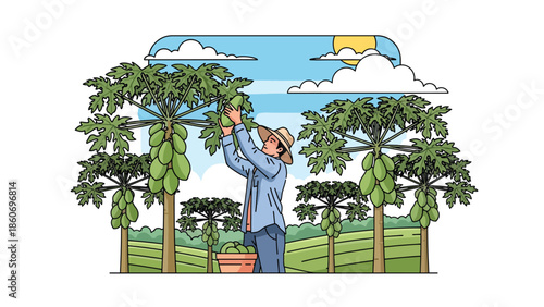 Modern vector illustration of plantation worker harvesting fruits from trees, tropical agriculture and agribusiness concept
