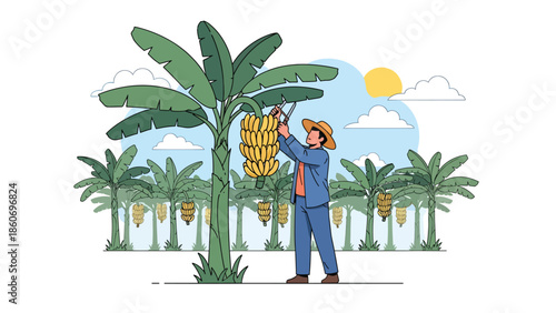 Modern vector illustration of plantation worker harvesting fruits from trees, tropical agriculture and agribusiness concept