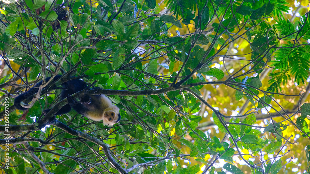 Obraz premium White-Faced Capuchin Monkey in Its Natural Tropical Habitat in Costa Rica’s Rainforest