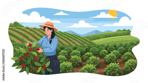 Modern vector illustration of coffee plantation on hillside with farmers harvesting beans, specialty crop and export agriculture concept
