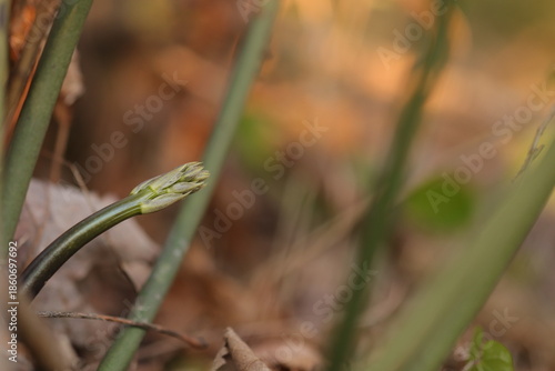 asparago selvatico in primavera nel bosco