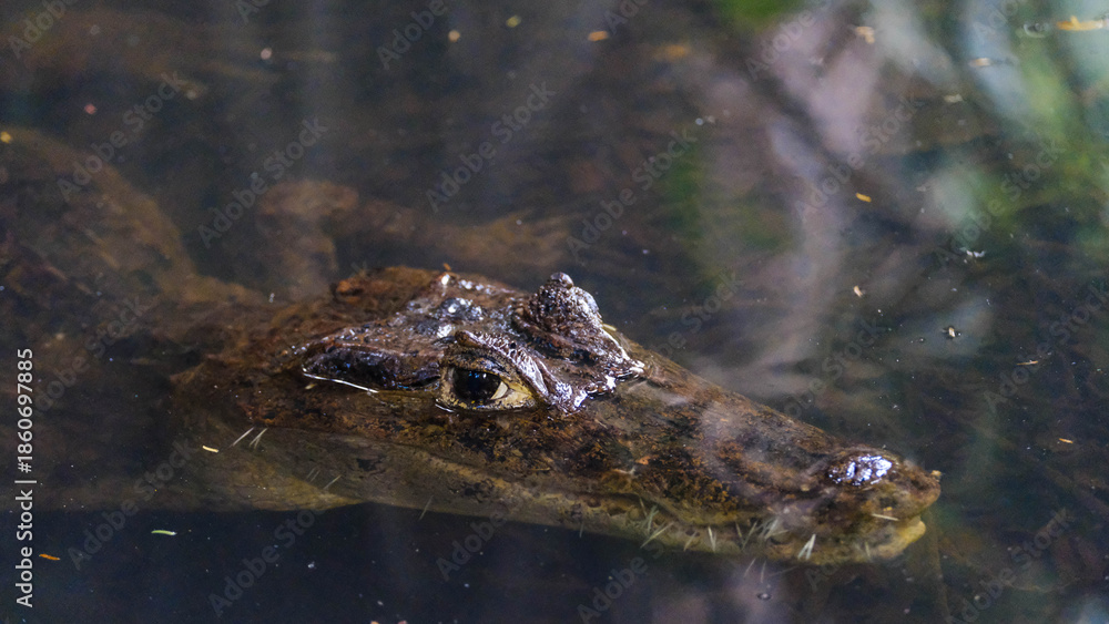 Fototapeta premium Spectacled Caiman with Spiny Fish Remnants in Its Mouth in Tortuguero National Park, Costa Rica