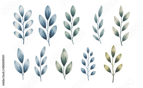 Watercolor eucalyptus leaves set vector illustration. Eucalyptus foliage collection in botanical watercolor illustration on white background.