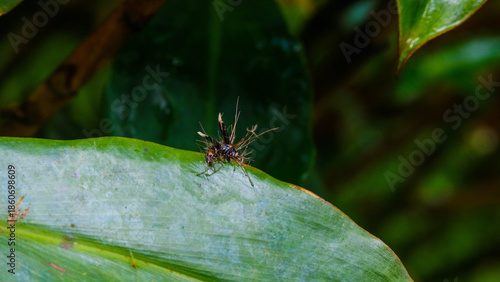 Incredible Shot of a Parasitic Cordyceps Fungus Emerging from a Dead Wasp in the Tropical Forests of Costa Rica