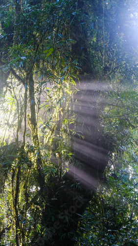 Sun Rays Piercing Through the Misty Canopy of the Cloud Forest in the Mountains of Costa Rica