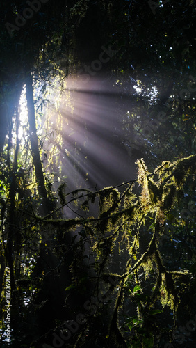 Sun Rays Piercing Through the Misty Canopy of the Cloud Forest in the Mountains of Costa Rica