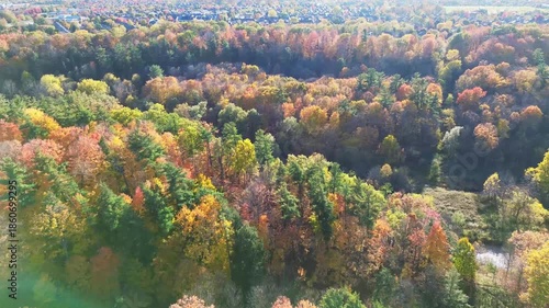 4K top-down cinematic drone shot flying above forest and farmland alongside forest path road carved through colorful maple trees of autumn, with city downtown skyline in view, Ontario Canada
