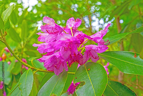Rhododendron Blooming in the Mountains