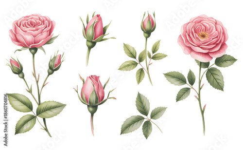Soft pink garden roses hand painted watercolor isolated on white background. 

