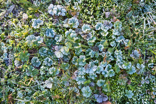 Frost-covered, low-lying plants and herbs form a dense green pattern, coated in fine hoarfrost on a cold winter morning