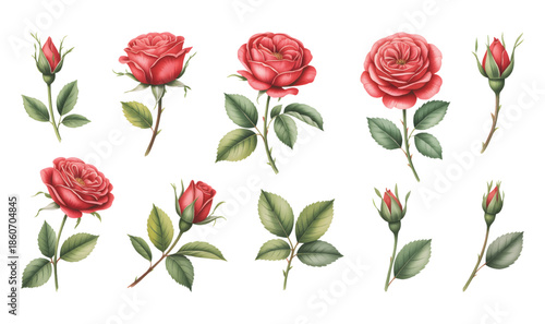 Red roses watercolor with soft green leaves. Elegant red roses painted in watercolor style.