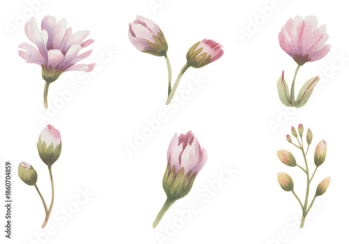 Soft pink wildflower buds painted in gentle watercolor tones. Anemone flowers with soft botanical art.