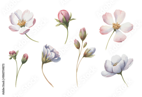 Soft pink wildflower buds painted in gentle watercolor tones. Anemone flowers with soft botanical art.