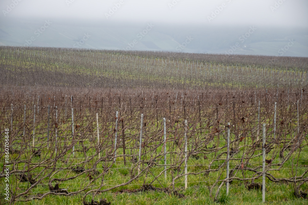 Fototapeta premium Winter landscape with fog over the Côte des Blancs vineyards in Champagne, Chardonnay vineyards, Grand Est wine region, France