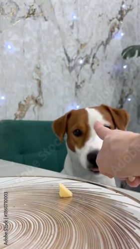 Jack Russell Terrier dog is sitting on a chair near the table, waiting to steal a piece of cheese