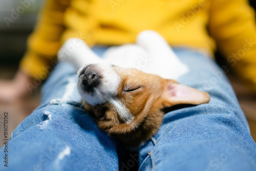 A peaceful puppy sleeping soundly on a human lap, dressed in denim, embodying trust, comfort, and the warmth of companionship between pets and their owners.