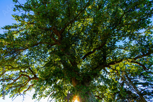 Chêne photographié par dessous par une belle après midi d'été