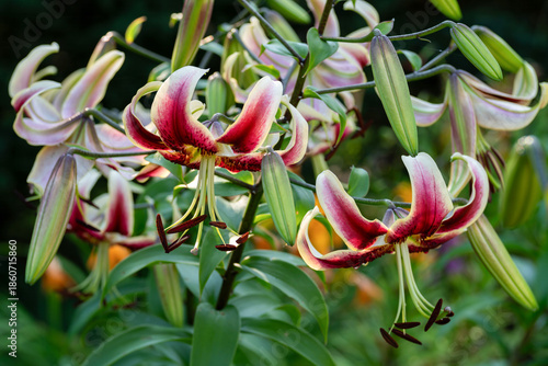 Tall lilies in the home garden.