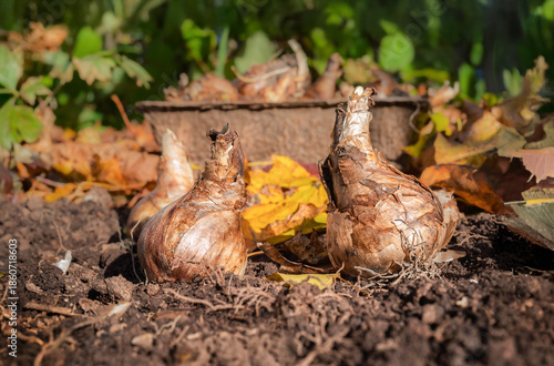 Daffodil bulbs ready to be planted in the home garden.