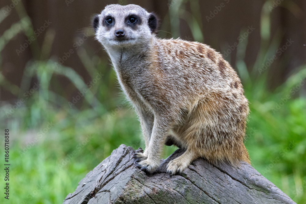 Fototapeta premium suricate