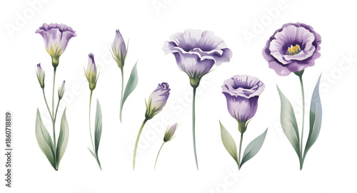 Watercolor botanical illustration of purple lisianthus blossoms and buds.
