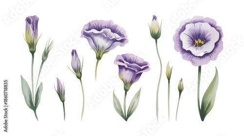 Watercolor botanical illustration of purple lisianthus blossoms and buds.
